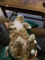 Waffles, a male Maltipoo for sale in Cary, NC – Photo 3 of 10