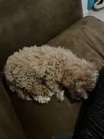 Waffles, a male Maltipoo for sale in Cary, NC – Photo 6 of 10