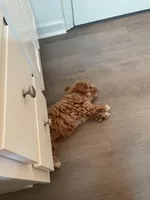 Waffles, a male Maltipoo for sale in Cary, NC – Photo 7 of 10