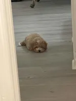 Waffles, a male Maltipoo for sale in Cary, NC – Photo 5 of 10