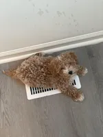 Waffles, a male Maltipoo for sale in Cary, NC – Photo 8 of 10