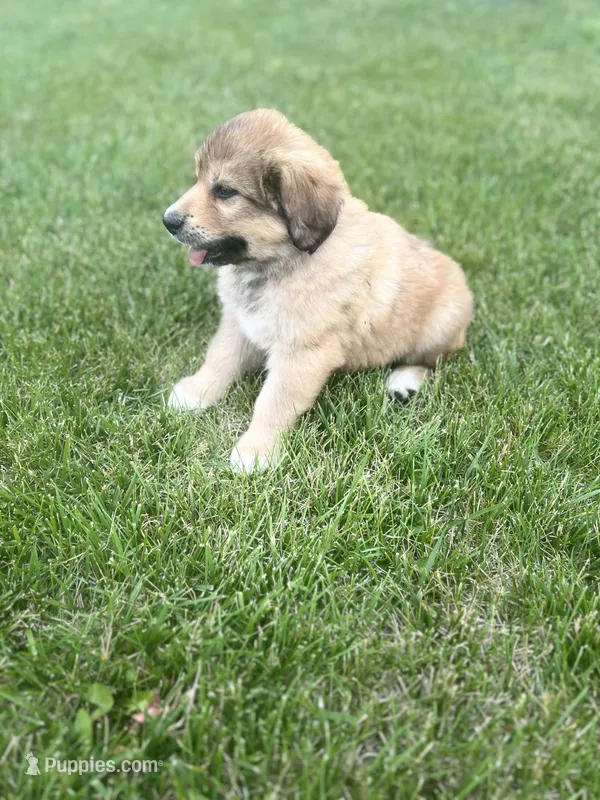 #4 – Anatolian Shepherd Dog, Bernese Mountain Dog puppy for sale in Kirksville, MO