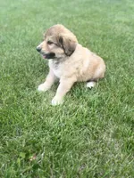 #4, a male Anatolian Shepherd Dog and Bernese Mountain Dog for sale in Kirksville, MO – 1 of 1