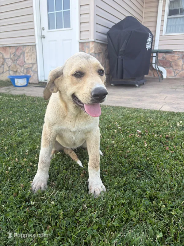 Bella – Anatolian Shepherd Dog, Bernese Mountain Dog puppy for sale in Kirksville, MO