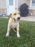 Bella, a female Anatolian Shepherd Dog and Bernese Mountain Dog for sale in Kirksville, MO – 2 of 3
