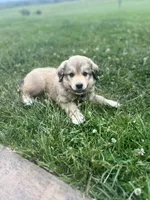 #3, a female Anatolian Shepherd Dog and Bernese Mountain Dog for sale in Kirksville, MO – 1 of 1