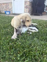 Bella, a female Anatolian Shepherd Dog and Bernese Mountain Dog for sale in Kirksville, MO – 3 of 3
