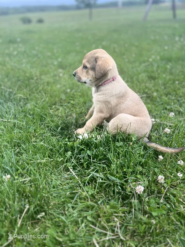 #1 – Anatolian Shepherd Dog, Bernese Mountain Dog puppy for sale in Kirksville, MO