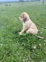 #1, a female Anatolian Shepherd Dog and Bernese Mountain Dog for sale in Kirksville, MO – 1 of 1