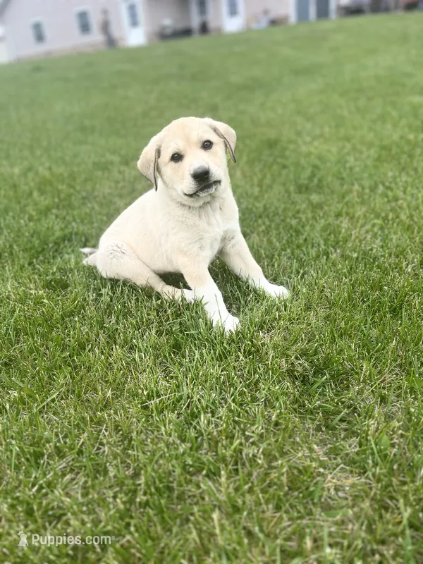 #2 – Anatolian Shepherd Dog, Bernese Mountain Dog puppy for sale in Kirksville, MO