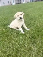 #2, a female Anatolian Shepherd Dog and Bernese Mountain Dog for sale in Kirksville, MO – 1 of 1