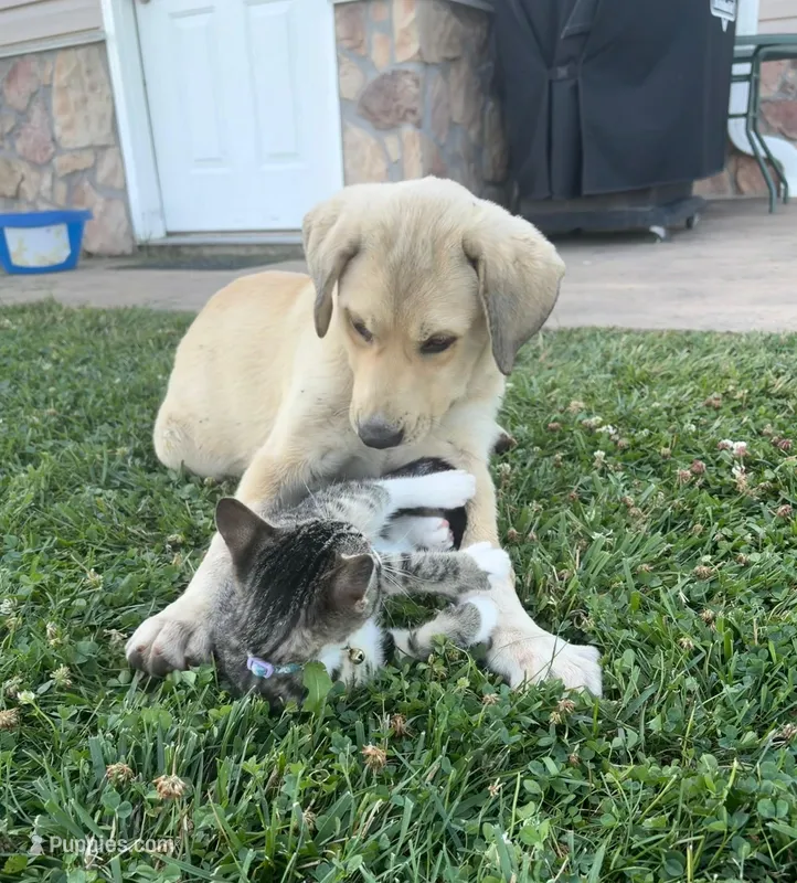 Bella – Anatolian Shepherd Dog, Bernese Mountain Dog puppy for sale in Kirksville, MO
