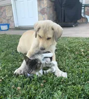 Bella, a female Anatolian Shepherd Dog and Bernese Mountain Dog for sale in Kirksville, MO – 1 of 3