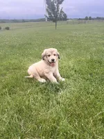 #5, a male Anatolian Shepherd Dog and Bernese Mountain Dog for sale in Kirksville, MO – 1 of 1