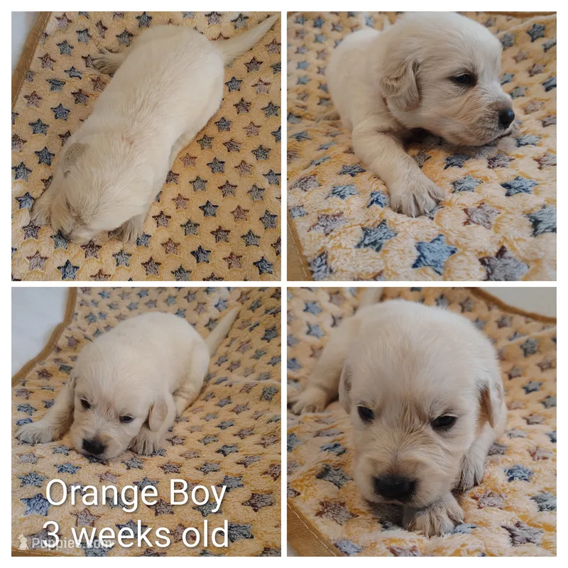Orange Boy – Golden Retriever puppy for sale in Jones, AL