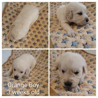 Orange Boy, a male Golden Retriever for sale in Jones, AL – 1 of 3