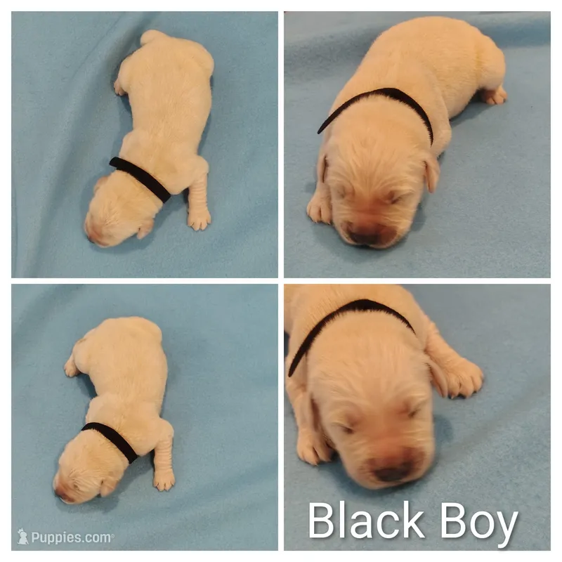Black Boy – Golden Retriever puppy for sale in Jones, AL