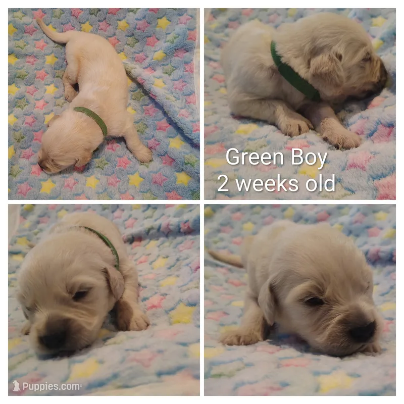Green Boy – Golden Retriever puppy for sale in Jones, AL