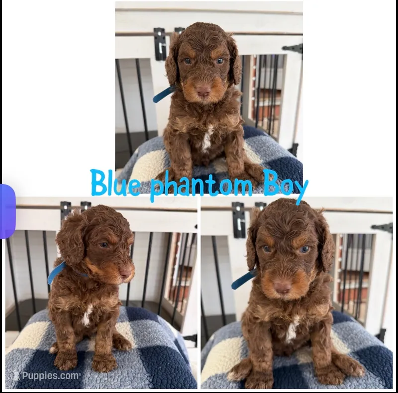 Blue Phantom Boy – Poodle - Standard  puppy for sale in Jones, AL