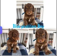 Blue Phantom Boy, a male Poodle - Standard  for sale in Jones, AL – 1 of 1