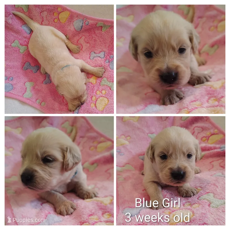 Blue Girl  – Golden Retriever puppy for sale in Jones, AL