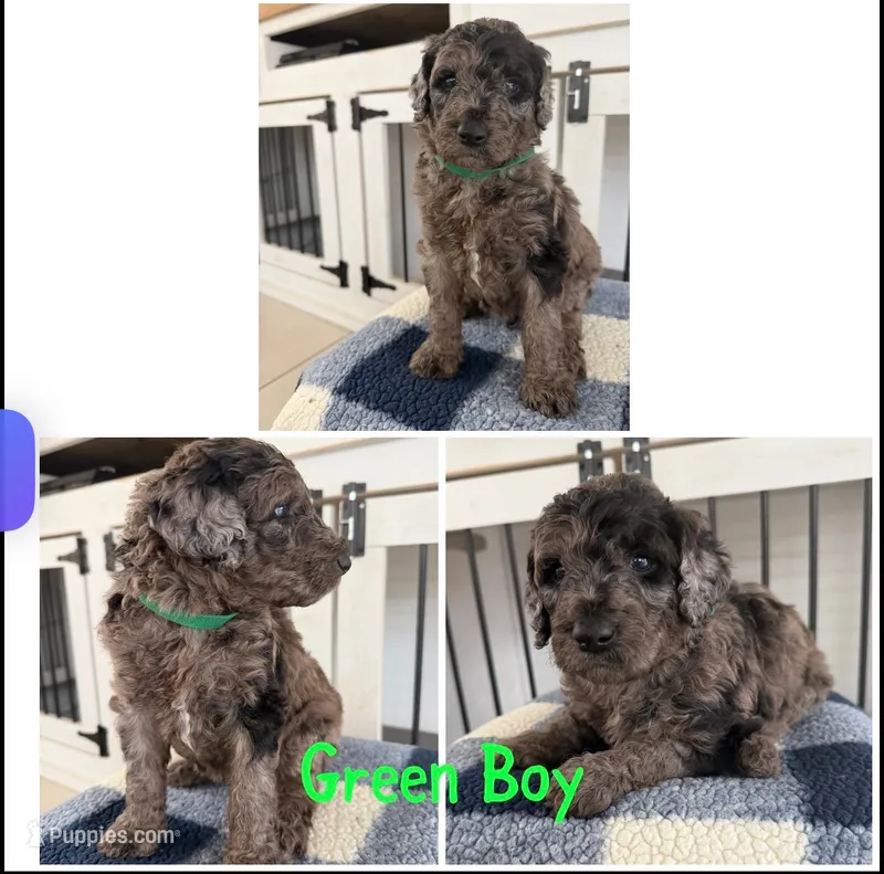 Green Boy  – Poodle - Standard  puppy for sale in Jones, AL