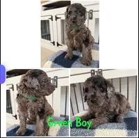 Green Boy , a male Poodle - Standard  for sale in Jones, AL – 1 of 1