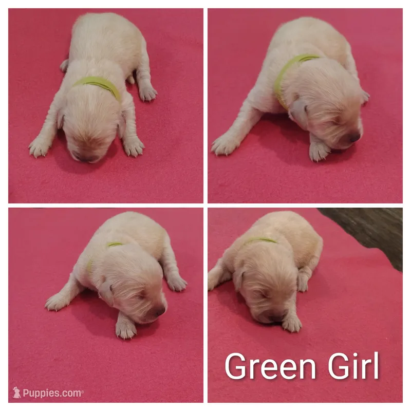 Green Girl  – Golden Retriever puppy for sale in Jones, AL