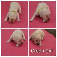 Green Girl , a female Golden Retriever for sale in Jones, AL – 1 of 1