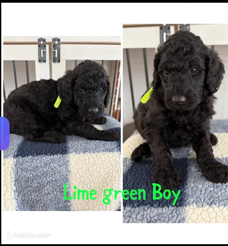 Lime Green Boy – Poodle - Standard  puppy for sale in Jones, AL