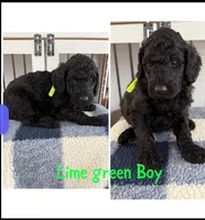 Lime Green Boy, a male Poodle - Standard  for sale in Jones, AL – 1 of 1