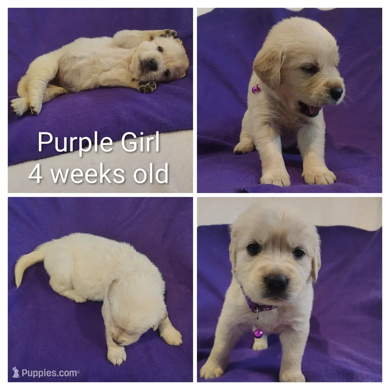 Purple Girl  – Golden Retriever puppy for sale in Jones, AL