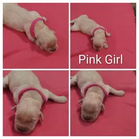 Pink Girl, a female Golden Retriever for sale in Jones, AL – 1 of 1