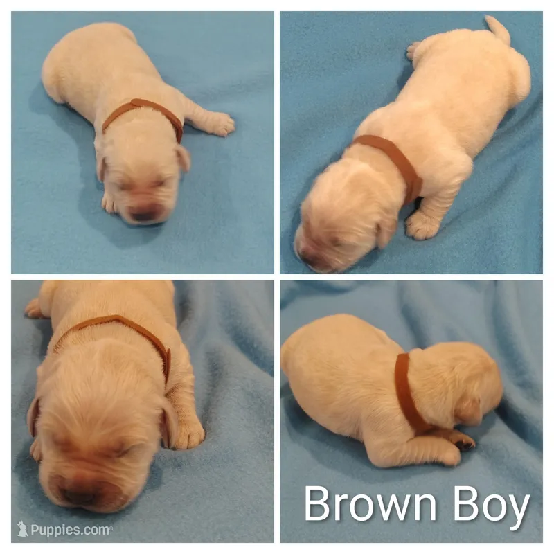 Brown Boy – Golden Retriever puppy for sale in Jones, AL