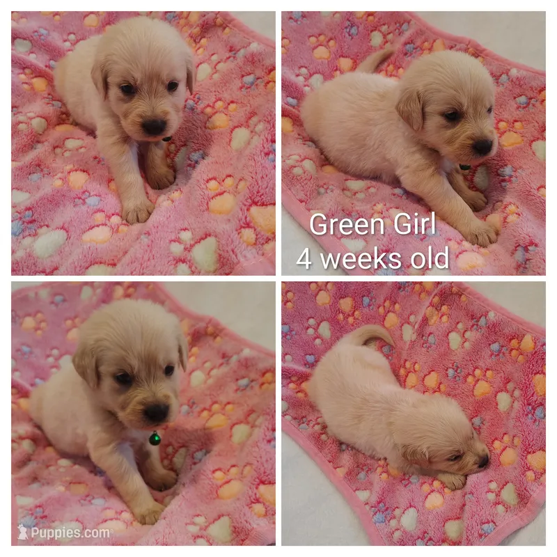 Green Girl  – Golden Retriever puppy for sale in Jones, AL