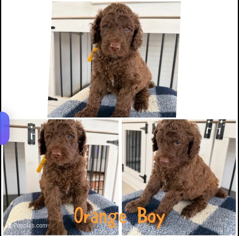 Orange Boy – Poodle - Standard  puppy for sale in Jones, AL