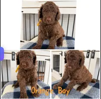 Orange Boy, a male Poodle - Standard  for sale in Jones, AL – 1 of 1