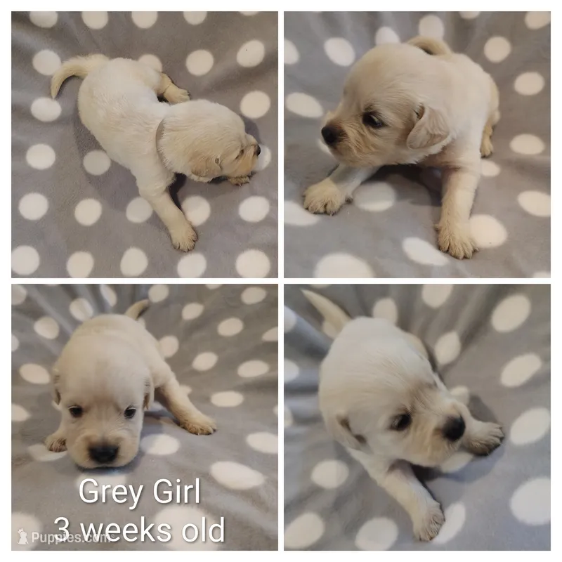 Grey Girl – Golden Retriever puppy for sale in Jones, AL