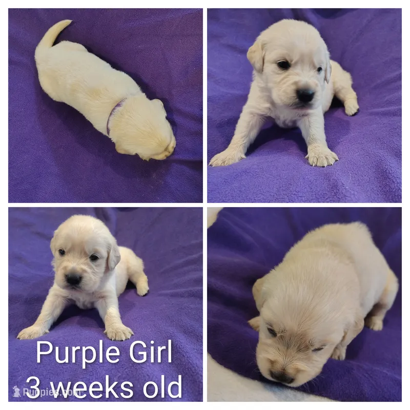 Purple Girl  – Golden Retriever puppy for sale in Jones, AL