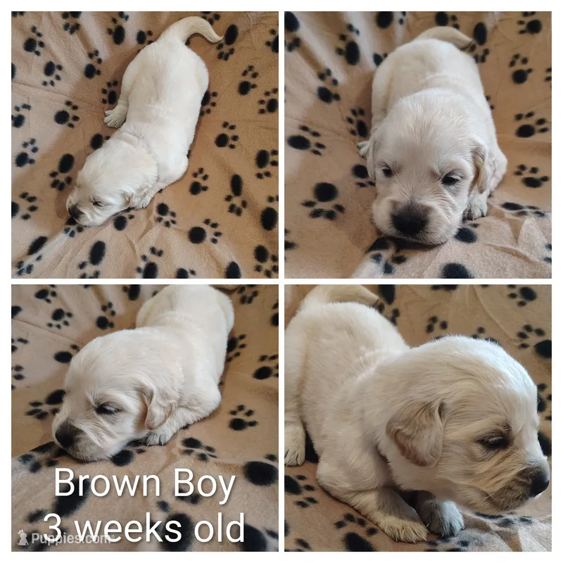 Brown Boy – Golden Retriever puppy for sale in Jones, AL