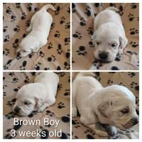 Brown Boy, a male Golden Retriever for sale in Jones, AL – 1 of 3