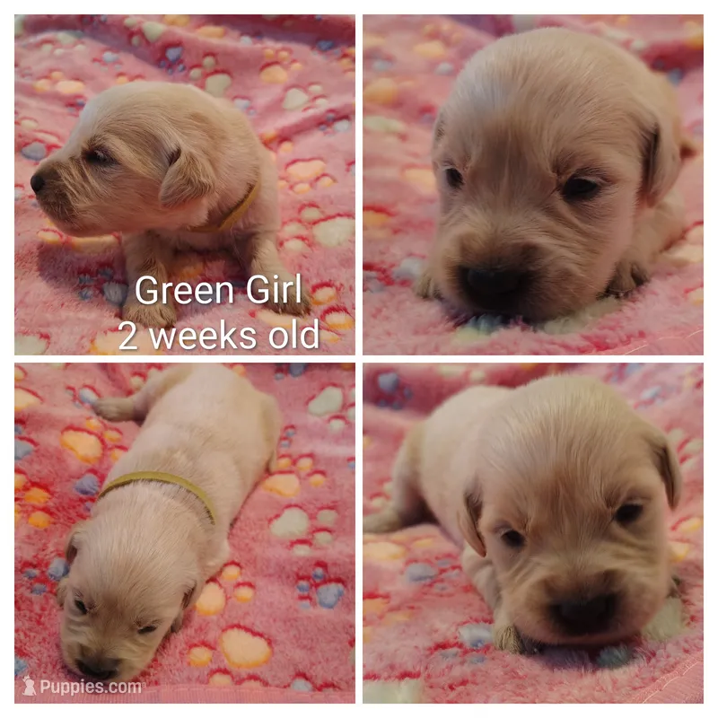 Green Girl  – Golden Retriever puppy for sale in Jones, AL