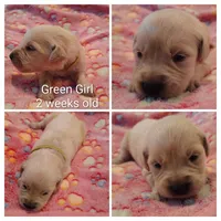 Green Girl , a female Golden Retriever for sale in Jones, AL – 2 of 3