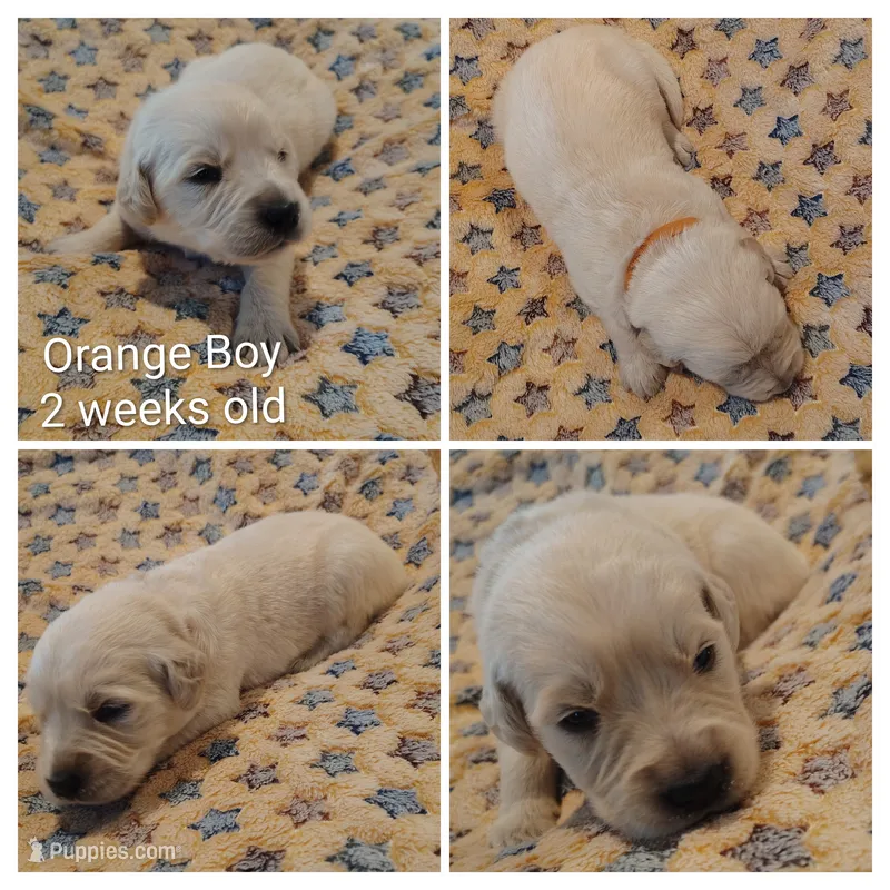 Orange Boy – Golden Retriever puppy for sale in Jones, AL