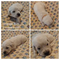 Orange Boy, a male Golden Retriever for sale in Jones, AL – 2 of 3