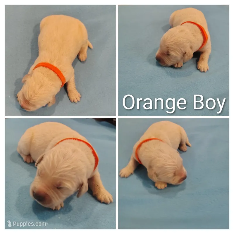 Orange Boy – Golden Retriever puppy for sale in Jones, AL