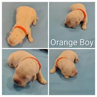 Orange Boy, a male Golden Retriever for sale in Jones, AL – 1 of 1