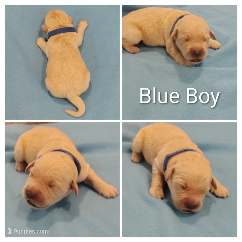 Blue Boy – Golden Retriever puppy for sale in Jones, AL