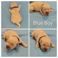Blue Boy, a male Golden Retriever for sale in Jones, AL – 1 of 1