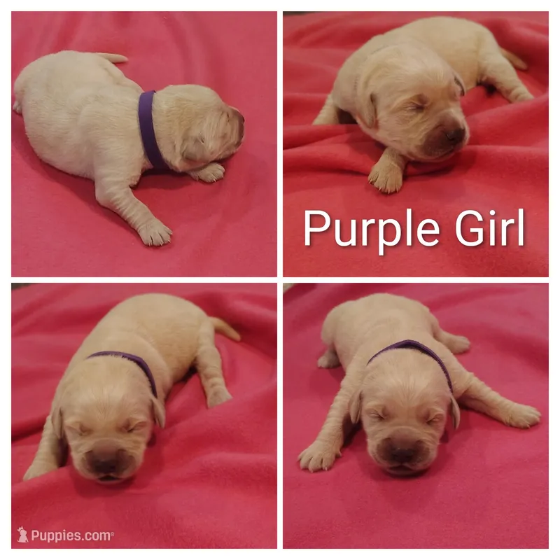 Purple Girl  – Golden Retriever puppy for sale in Jones, AL